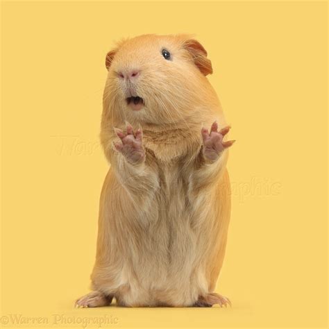Yellow Guinea Pig Standing Up And Squeaking Photo Wp42226