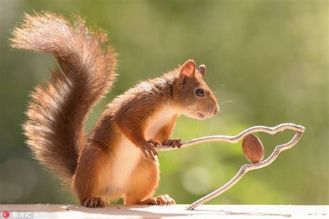 How Do Squirrels Crack Nuts Hilarious Images Captured By Swedish