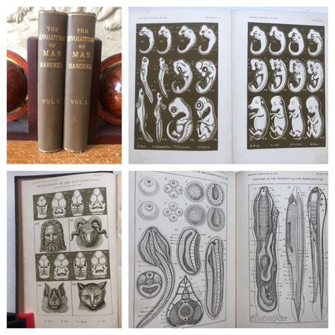 Ernst Haeckel The Evolution Of Man Volume 1 2 1903 Catawiki