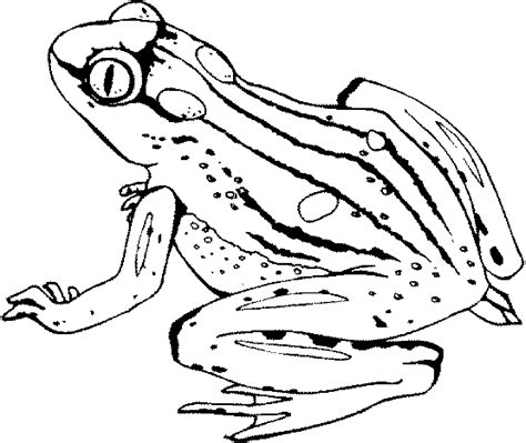Frog Coloring Book Pages