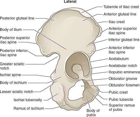 Pelvis Bone Anatomy Labeled