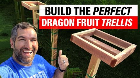 Diy Dragon Fruit Plant Trellis The Best Way To Grow Your Own