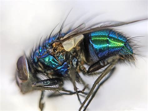 Grossly Beautiful The Green Bottle Fly Bug News