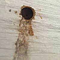While there are many pest problems you can effectively. Carpenter Bee Control in Rhode Island: RI Carpenter Bee ...