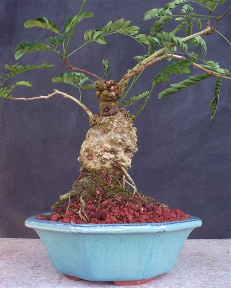 Share and help your friends grow. 20 Year Old Bonsai Tree For Sale. Grumichama Fruit Tree ...