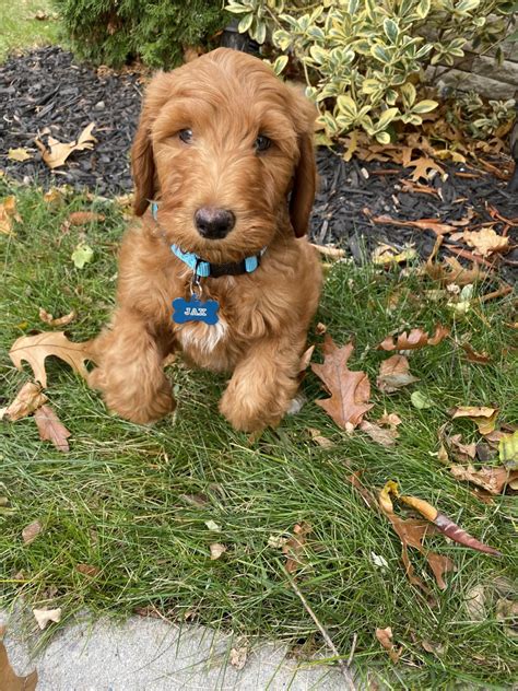 Feel free to browse hundreds of active classified puppy for sale listings, from dog breeders in pa and the surrounding areas. Goldendoodle Puppies For Sale | White Plains, NY #315143