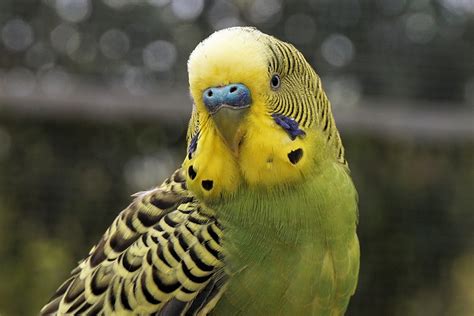 Budgie Bird Animal · Free Photo On Pixabay
