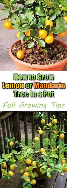 How To Grow Dwarf Citrus Trees Gardeners Path Fruit Trees Backyard