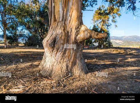 Gnarled Eucalyptus Tree Trunk With Rough And Peeling Bark Carpinteria