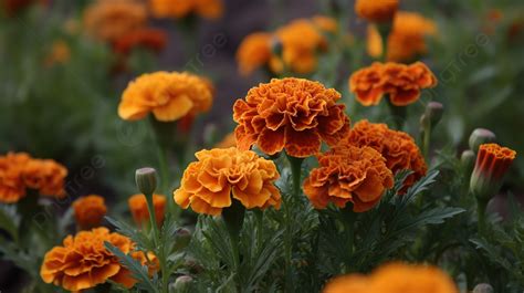 Orange Flowers Of The Marigold Flower Background Pictures Of Marigolds