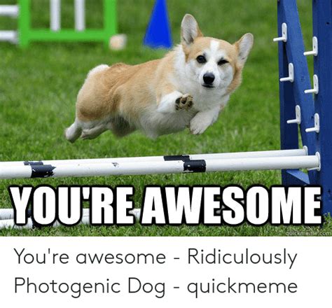Youre Awesome Youre Awesome Ridiculously Photogenic Dog