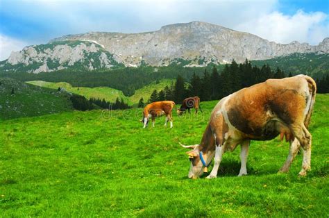 Cows Grazing In Scenic Summer Fields With Bucegi Mountains In