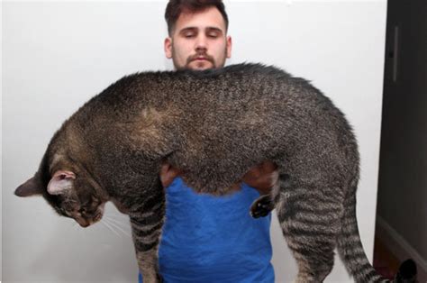 Colossal Cat Known As Catasaurus Rex Could Be The Biggest Ever Daily Star