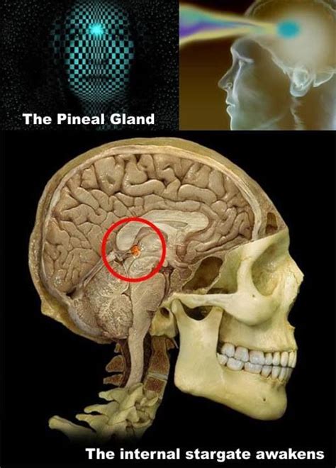 Pineal Gland 3rd Eye The Secretory Activity Of The Pineal Gland Is