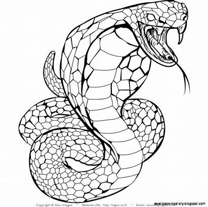 Snake Coloring Pages Realistic Drawing Snakes Cobra