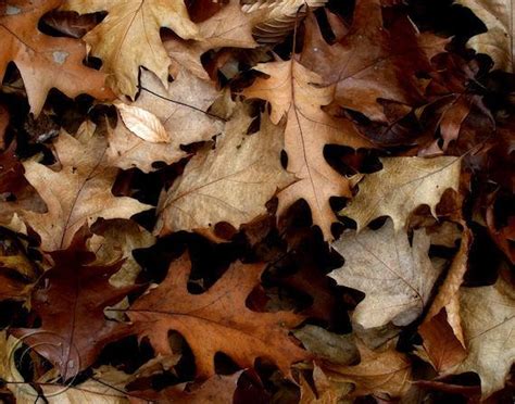 Oak Leaves Fine Art Photography Print Autumn