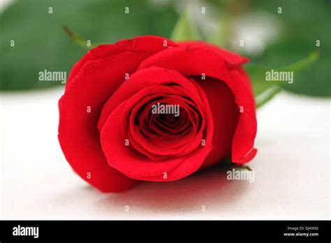 A Romantic Red Rose Stock Photo Alamy
