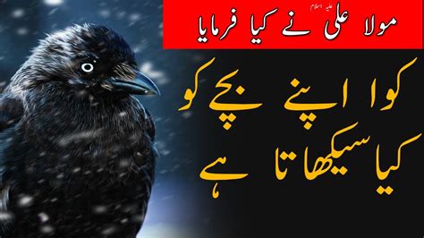 Kawacrow Bird Life Information True Facts By Hazrat Ali As Crow Story In Urduhindi Youtube