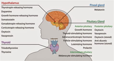 Homeopathic Treatment Endocrine Glands Functions And Secretions