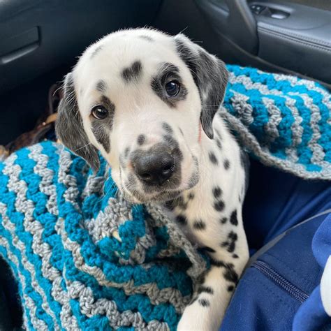 All pets club company profile in branford, ct. Puppies of Westport - Home | Facebook