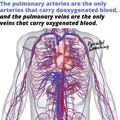 Pulmonary Circulatory System Arteries And Veins Parallel Coaching