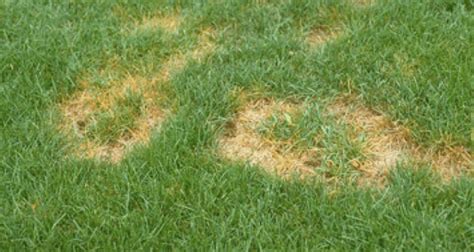 Brown Patches In Lawn Causes How To Fix Lawnsbesty