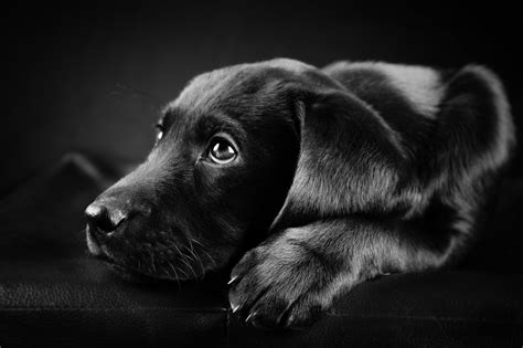 Dog Wallpaper Black Labrador