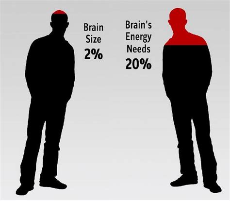 In this most recent experiment, they learned how the brain puts these pieces of information together to guide a decision, like which pot to dig in. Why Brain Uses So Much Energy? Mystery explained ...