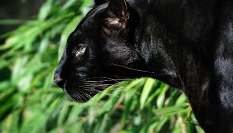 Black Panther Animal Facts Facts About Black Panthers The Animal