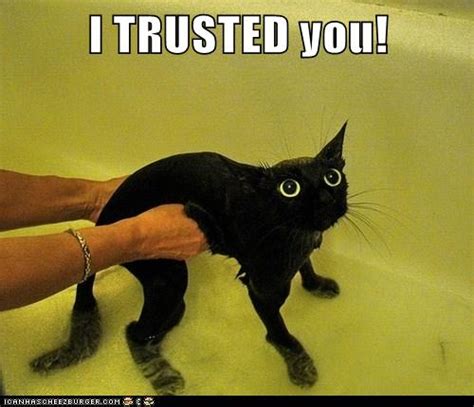 You Betrayed Meeee Lolcats Lol Cat Memes Funny Cats Funny Cat Pictures With Words On