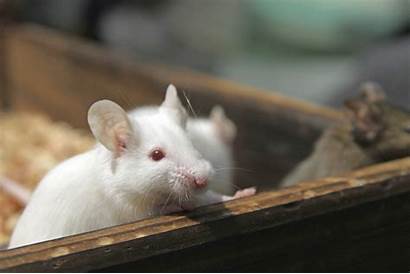 Animals Studying Mouse Alzheimer Mars Researchers Hurting