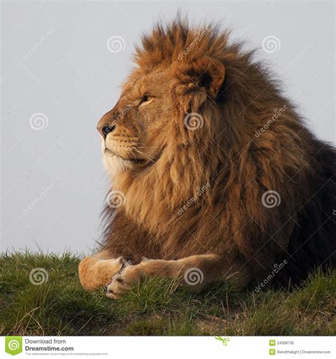 Majestic Lion Stock Image Image Of King Mane Pride 24358735