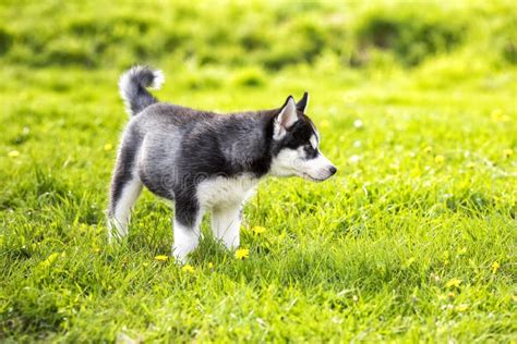 The Laika Puppy On The Grass Stock Image Image Of Cute Malamute