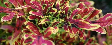 Its crazy colors are not exactly for the faint of heart: Coleus, Flame Nettle, Painted Nettle Solenostemon ...