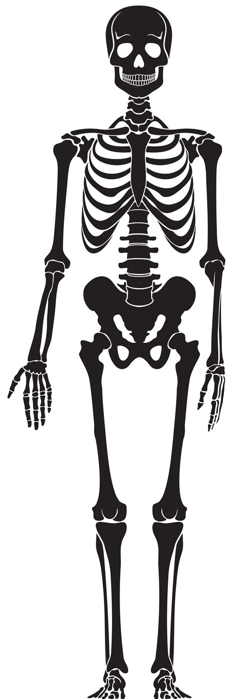 Skeleton Xray Clipart Free Images At Clker Com Vector Clip Art My Xxx Hot Girl