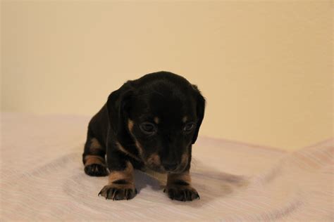 Please contact my friend jeanie. Miniature Dachshund Puppies For Sale | Colorado Springs ...