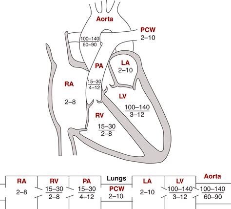 Image Diagrams Indicating Normal Pressures In The Cardiac Chambers