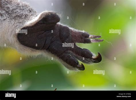 Koala Phascolarctos Cinereus Rear Paw Showing Grooming Claw Stock