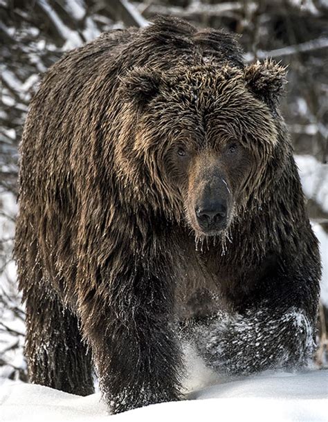 Bear Cave Mountain Ice Grizzly Bears Ice Grizzly D819666 By Michelle