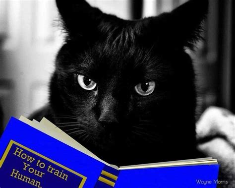 Pin By Carol Vanbramer On For The Love Of Black Cats Cats Crazy Cats