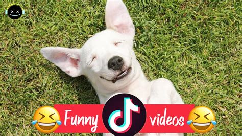 🤣 Funniest 🐶 Dogs And 😻 Cats Awesome Funny Pet Animals Life Videos