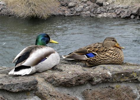 Mallard Duck Couple Photograph By Daniel Hagerman