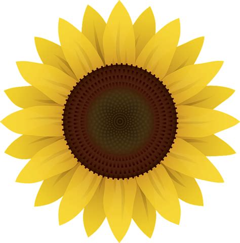 Free Svg Sunflower Svg Transparent Background 18644 Svg Png Eps Dxf In
