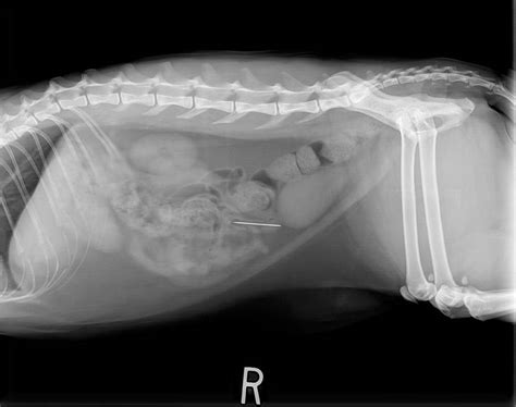 Gastrointestinal Foreign Bodies Your Cat Ate What Vet Times