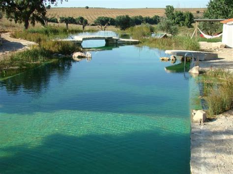 Natural Swimming Pools Designed With Nature Land8