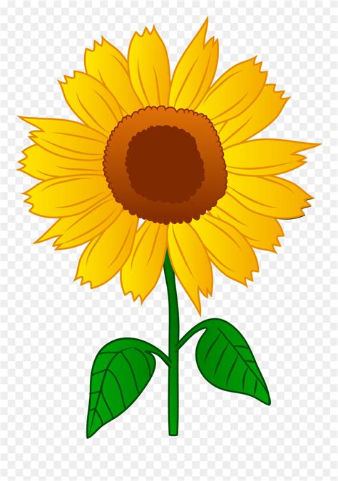 Clip Art Of Sunflower Png Download 5347851 Pinclipart