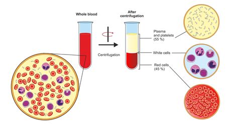 Overview Of Blood Plasma Fractionation In India