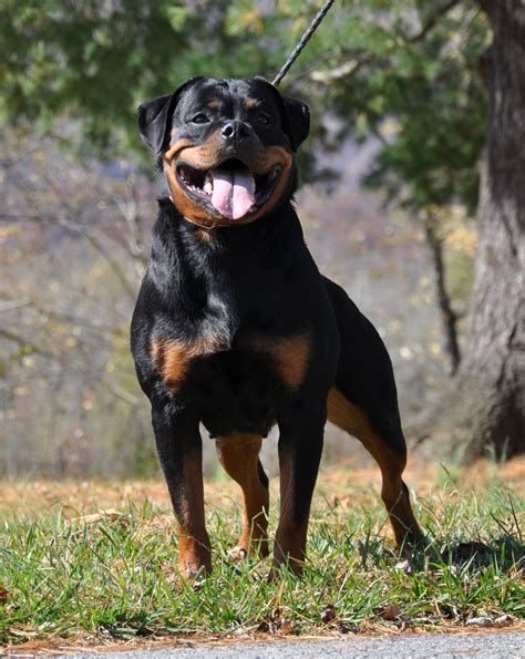 Female Rottweiler You Can Get Additional Details About Pet Dogs At