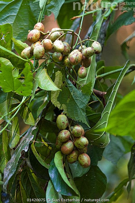 Stock Photo Of African Grape Pseudospondias Microcarpa One Of