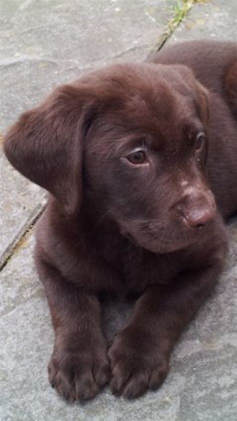 Rip Chocolate Lab Puppy Puppy Farm Casualty Safepets Uk